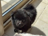 Béluga, chiot mâle de type Pomsky noir à réserver