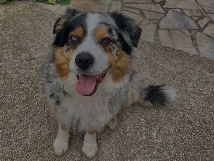 Chien Berger Australien disponible pour saillie