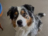 Chien Berger Australien disponible pour saillie