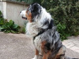 Chien Berger Australien disponible pour saillie