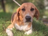 Chienne Beagle Harrier LOF confirmée à vendre née juillet 2021