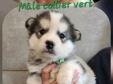 Portée de 6 chiots Malamute de l'Alaska mâles LOF à vendre