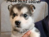 Portée de 6 chiots Malamute de l'Alaska mâles LOF à vendre