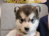 Portée de 6 chiots Malamute de l'Alaska mâles LOF à vendre