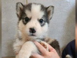 Portée de 6 chiots Malamute de l'Alaska mâles LOF à vendre
