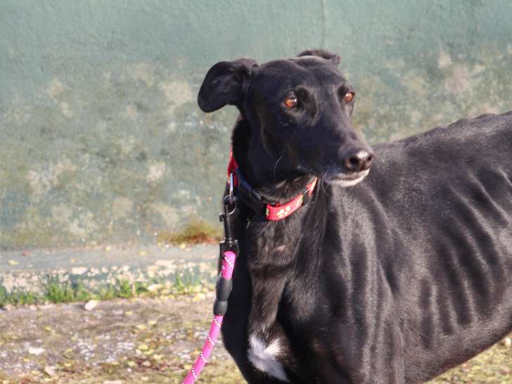 Bombo, beau Galgo Espagnol câlin et (presque) parfait à adopter en association