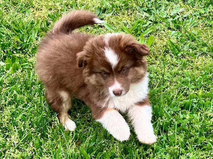 Chiot femelle Berger Américain Miniature LOF à vendre