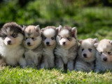 Portée de 5 chiots Pomsky non LOF nés en mars 2026 à réserver