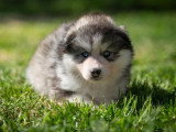 Portée de 5 chiots Pomsky non LOF nés en mars 2026 à réserver
