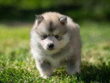 Portée de 5 chiots Pomsky non LOF nés en mars 2026 à réserver