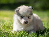Portée de 5 chiots Pomsky non LOF nés en mars 2026 à réserver