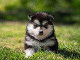 Portée de 5 chiots Pomsky non LOF nés en mars 2026 à réserver
