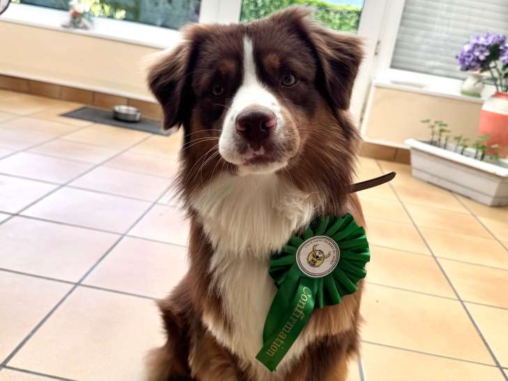 Mâle Berger Américain disponible pour saillie