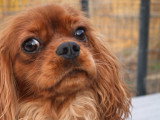 Volcan, mâle Cavalier King Charles LOF disponible pour saillie