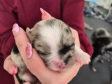 Chiots de type Chihuahua à vendre (2 femelles)