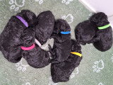 Chiots Caniche Royal (Caniche Standard) à vendre