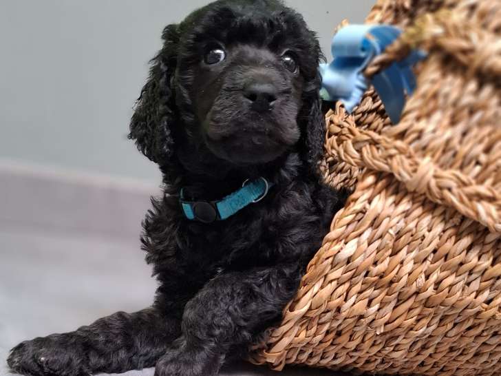 Chiots Caniche Royal (Caniche Standard) à vendre