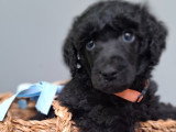 Chiots Caniche Royal (Caniche Standard) à vendre
