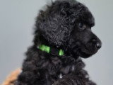 Chiots Caniche Royal (Caniche Standard) à vendre