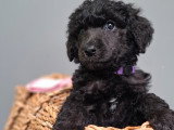 Chiots Caniche Royal (Caniche Standard) à vendre