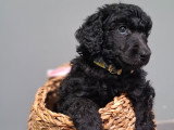Chiots Caniche Royal (Caniche Standard) à vendre