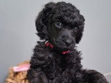 Chiots Caniche Royal (Caniche Standard) à vendre