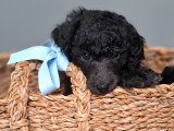 Chiots Caniche Royal (Caniche Standard) à vendre