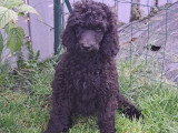 Chiots Caniche Royal (Caniche Standard) à vendre