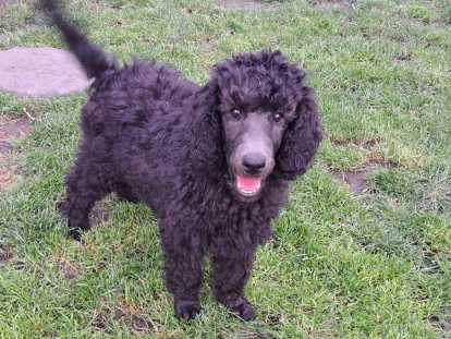 Chiots Caniche Royal (Caniche Standard) à vendre