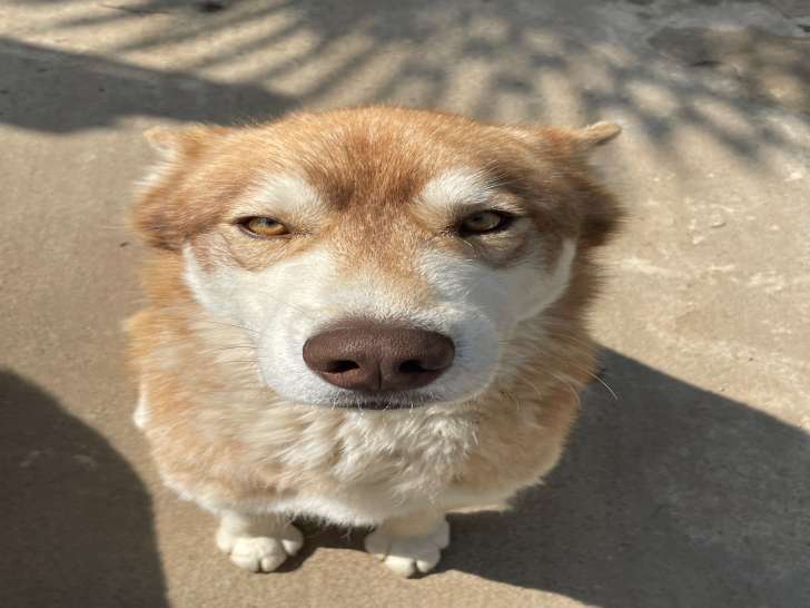 Mâle Husky de Sibérie LOF disponible pour saillie