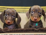 2 chiots Teckel nains à poils ras chocolat LOF réservation