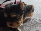 3 chiots femelles Yorkshire non LOF