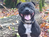 Chien adulte Staffordshire Bull Terrier LOF à vendre