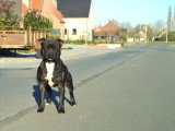 Chien adulte Staffordshire Bull Terrier LOF à vendre