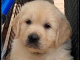 6 Golden Retriever sable inscrits au LOF