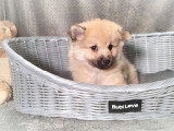 Chiot Spitz mâle non LOF à vendre né en janvier 2026