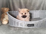 Chiot Spitz mâle non LOF à vendre né en janvier 2026