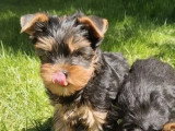 2 chiots Yorkshire mâles nés en janvier 2026 non LOF à vendre