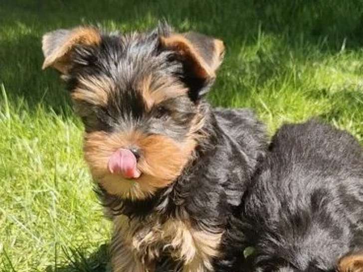 2 chiots Yorkshire mâles nés en janvier 2026 non LOF à vendre