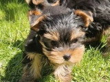 2 chiots Yorkshire mâles nés en janvier 2026 non LOF à vendre