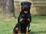 Réservation chiots Rottweiler LOF naissance mai 2026