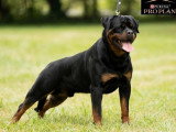 Réservation chiots Rottweiler LOF naissance mai 2026