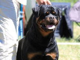 Réservation chiots Rottweiler LOF naissance mai 2026