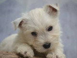 2 chiots mâles West Highland White Terrier non LOF nés en février 2026 à vendre