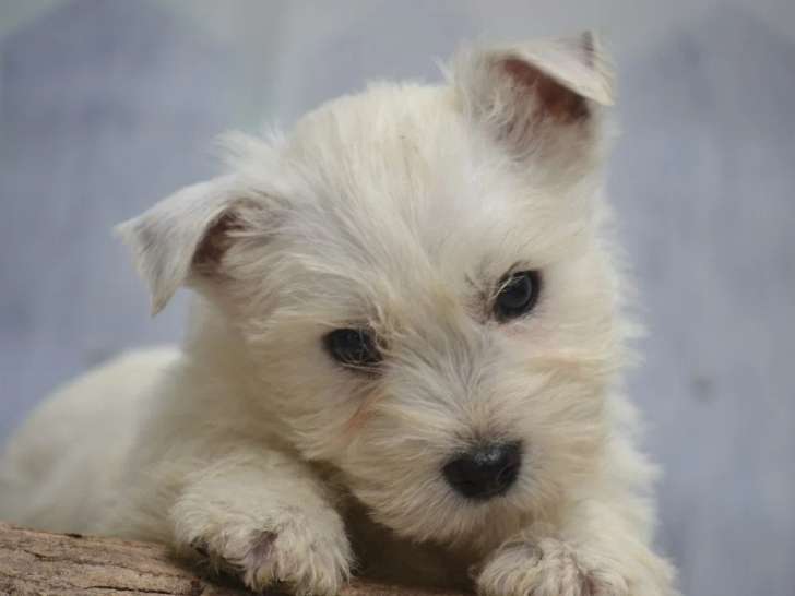 2 chiots mâles West Highland White Terrier non LOF nés en février 2026 à vendre