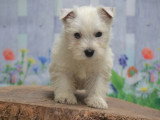 2 chiots mâles West Highland White Terrier non LOF nés en février 2026 à vendre