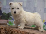 2 chiots mâles West Highland White Terrier non LOF nés en février 2026 à vendre