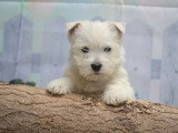 2 chiots mâles West Highland White Terrier non LOF nés en février 2026 à vendre