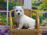 2 chiots mâles West Highland White Terrier non LOF nés en février 2026 à vendre