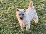Chiot femelle Cairn Terrier LOF disponible née août 2025